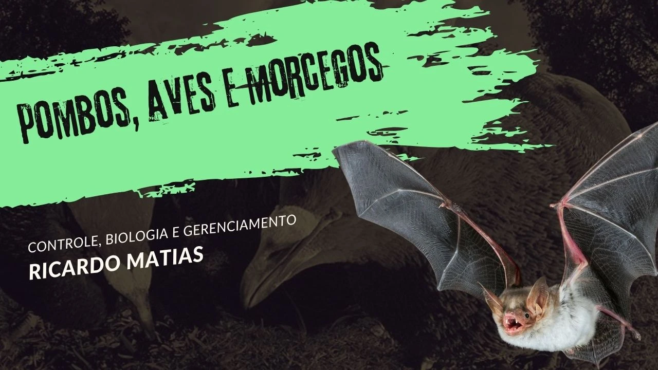 Pombos Aves e Morcegos