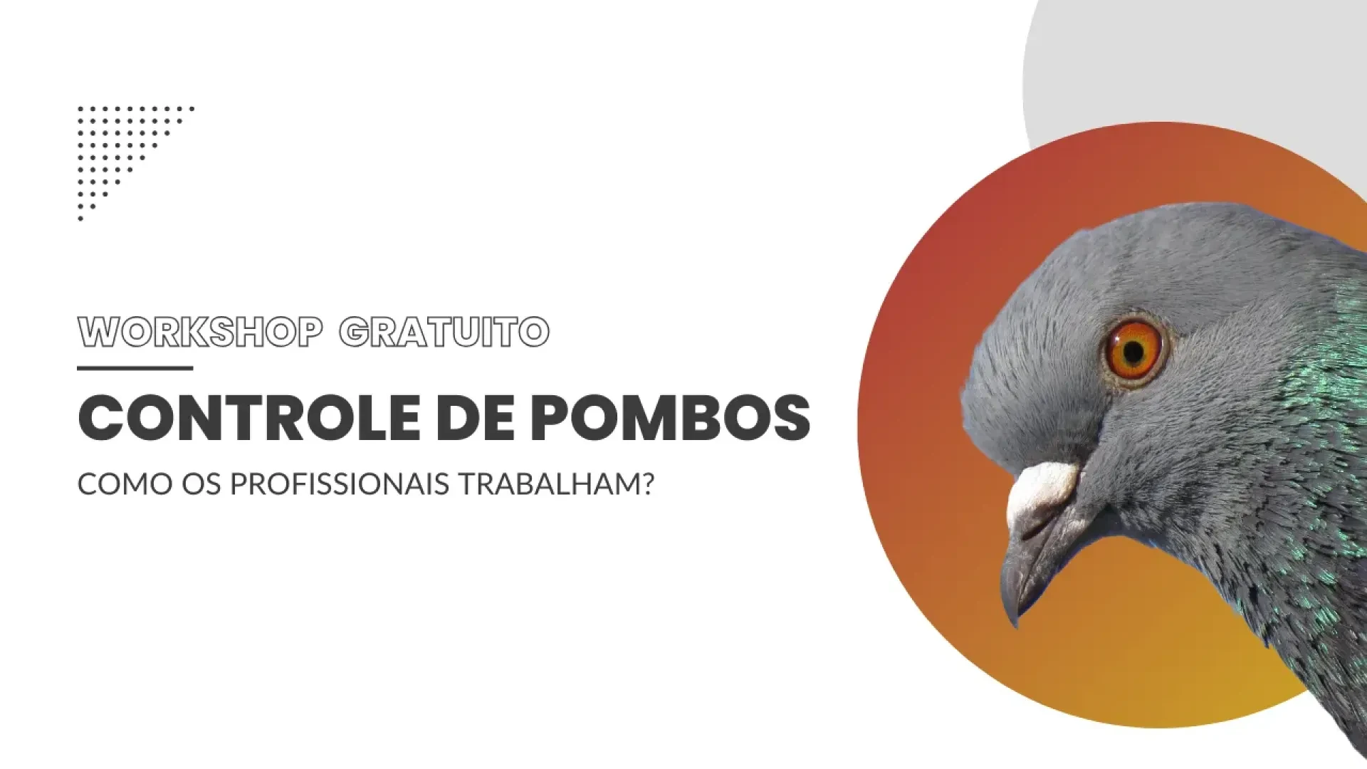 Workshop Controle de Pombos, como os Profissionais trabalham
