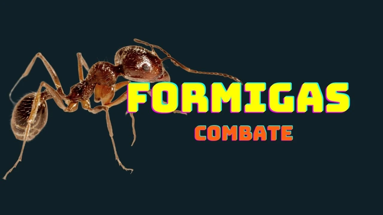 Combate Formigas