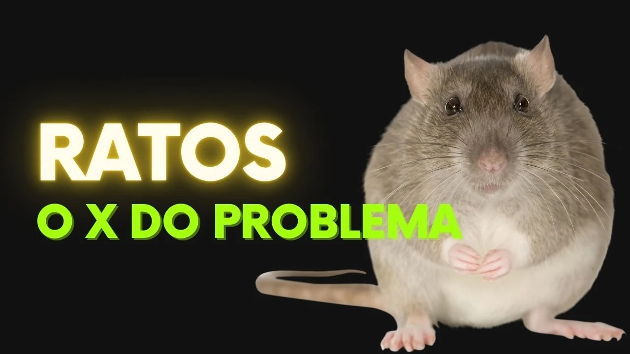 Ratos o X