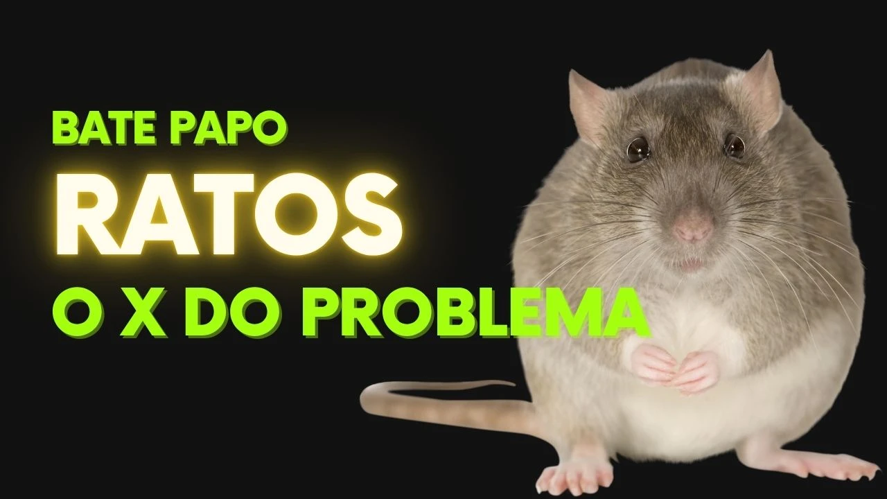 bate papo Ratos o X